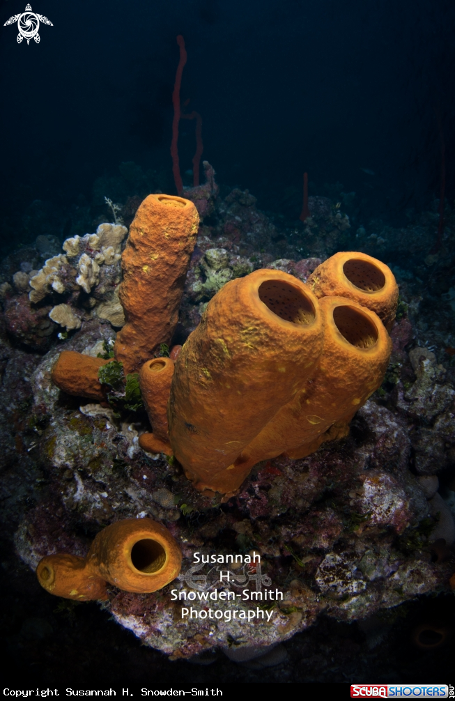 A Yellow Sponges
