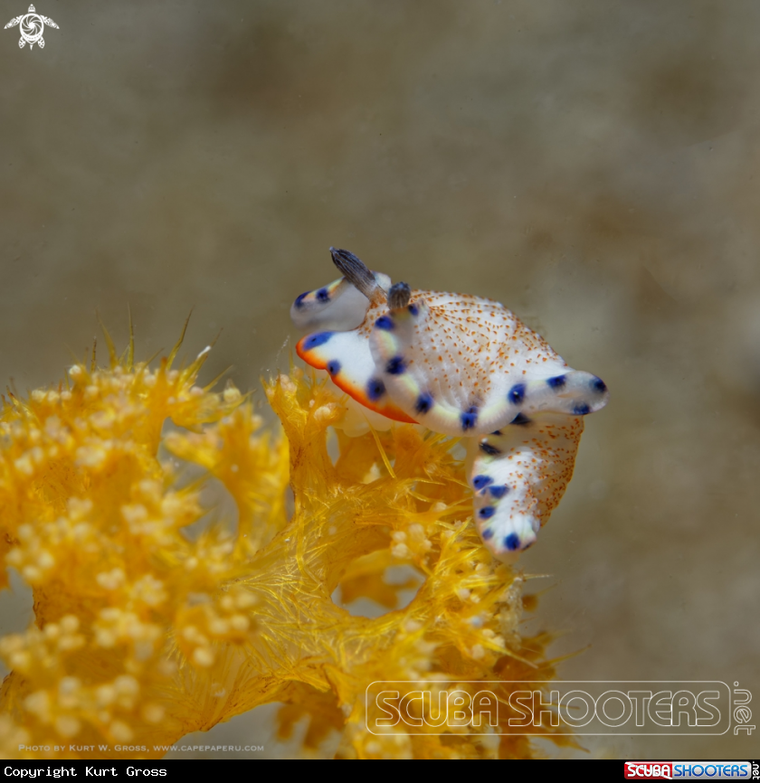 A Nudibranche