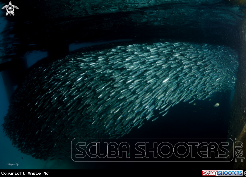 A Anchovies