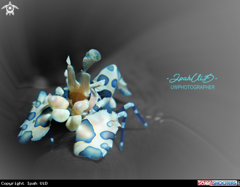 A HARLEQUIN SHRIMP