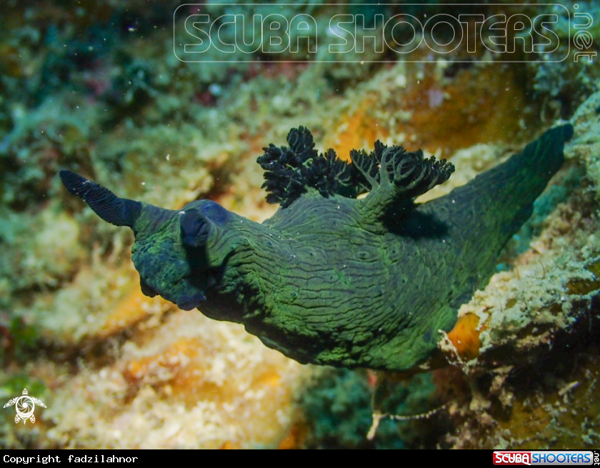 A Nudibranch
