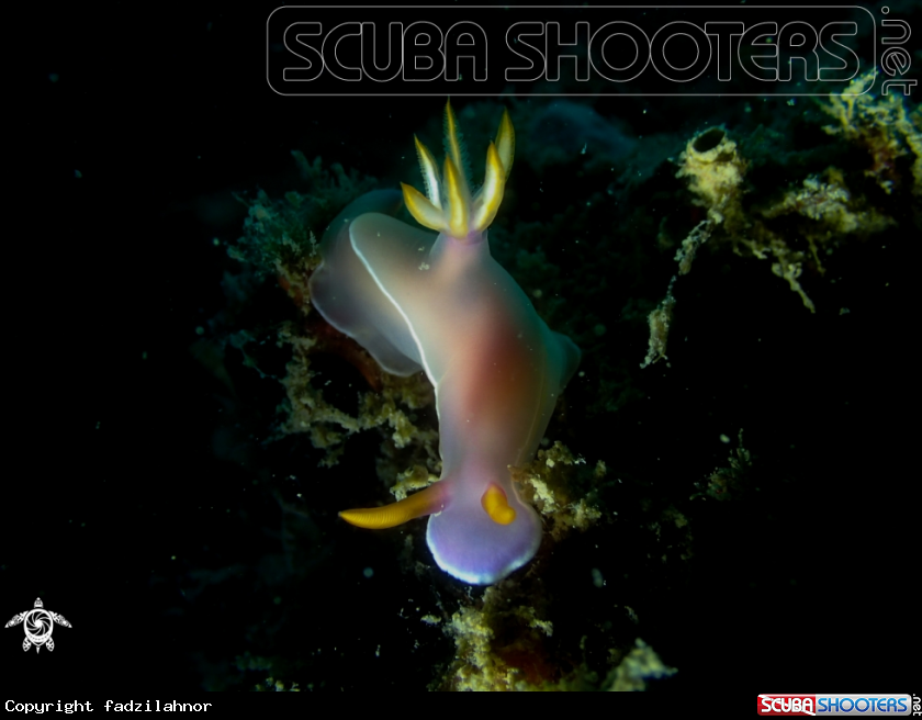 A Nudibranch