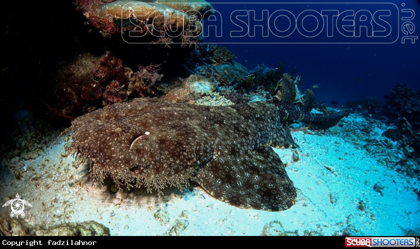 A Wobbegong Shark