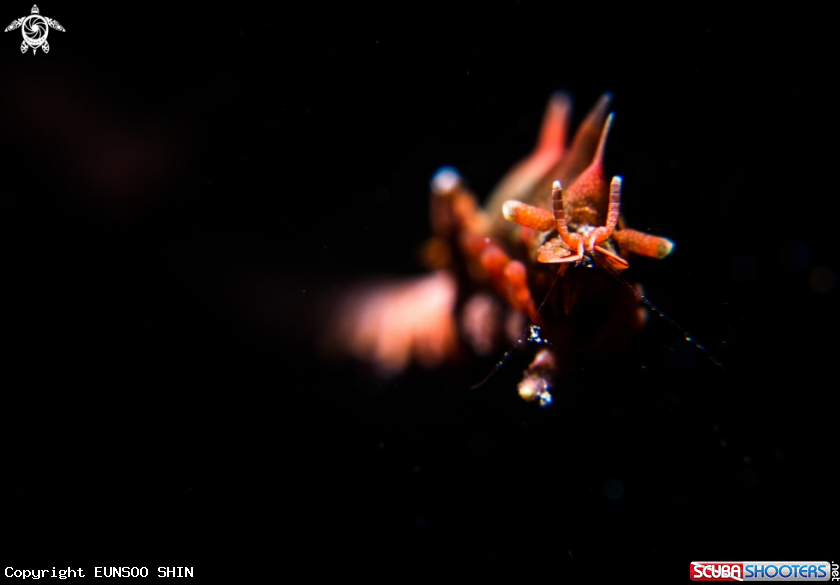 A Dragon Shrimp