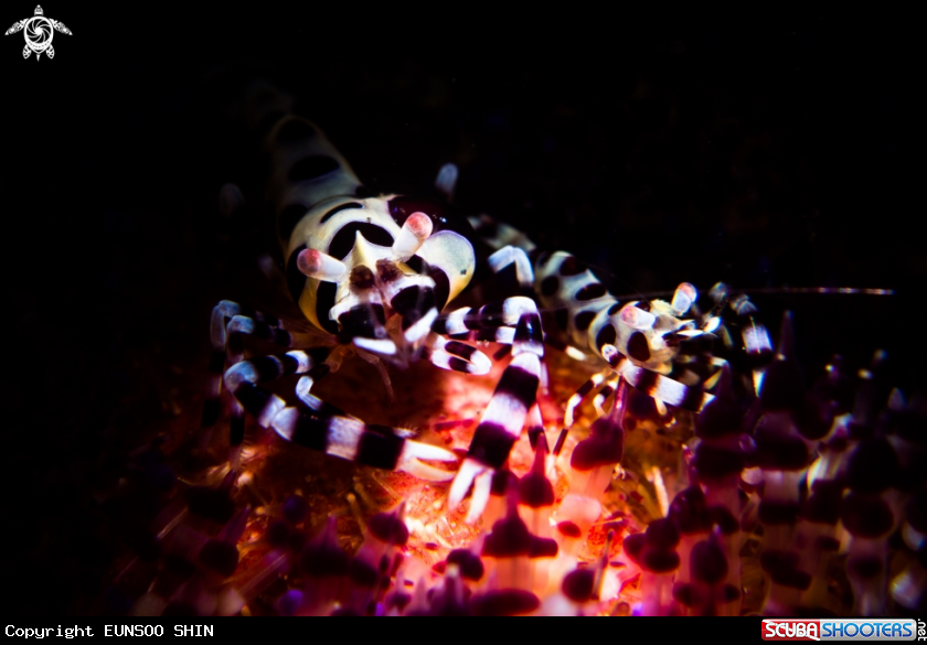 A Commensal shrimps