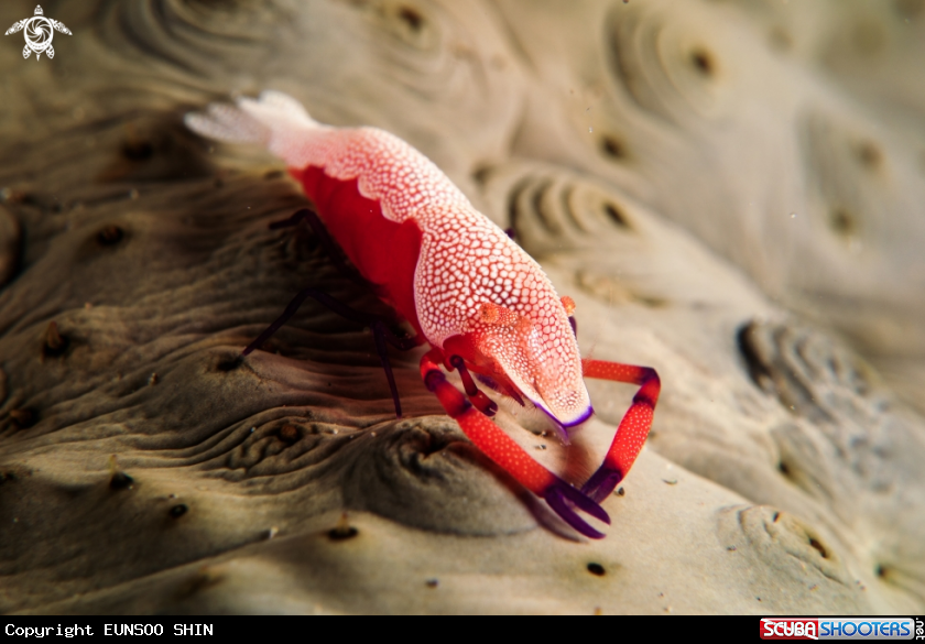 A Periclimenes imperator