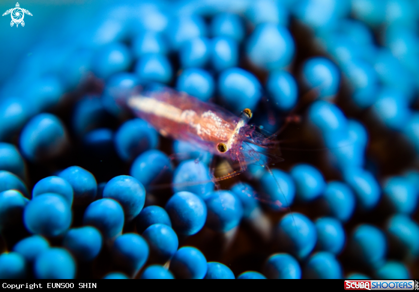 A whiteleg shrimp