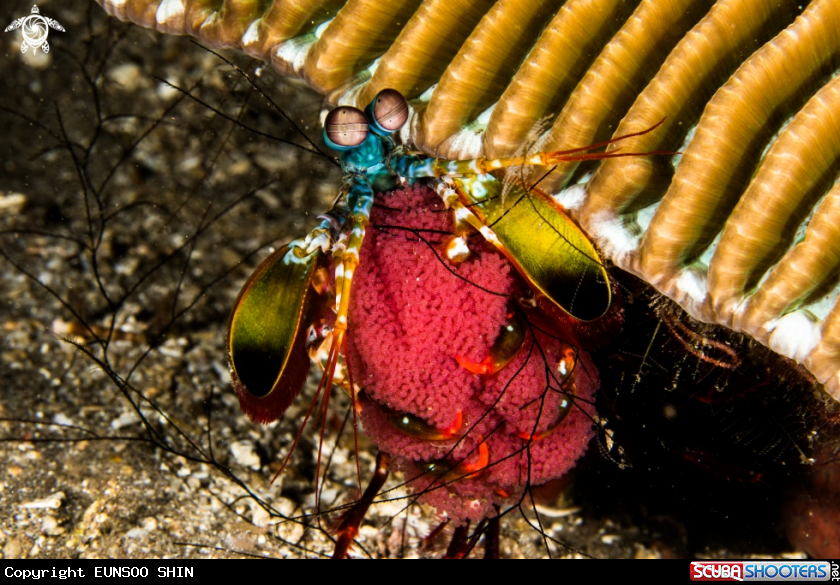 A Mantis Shrimp 