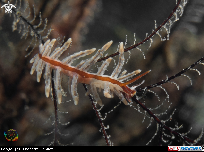A Eubranchus sp