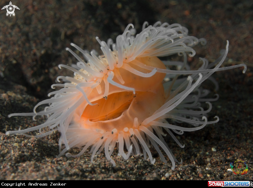 A Fire clam