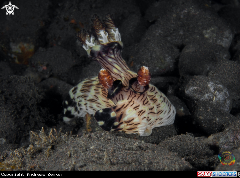 A Jorunna rubescens