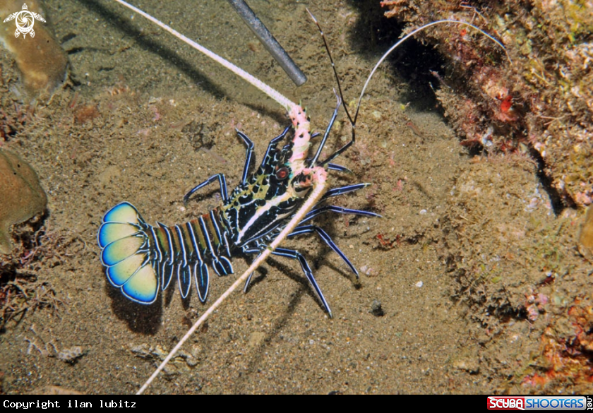 A lobster