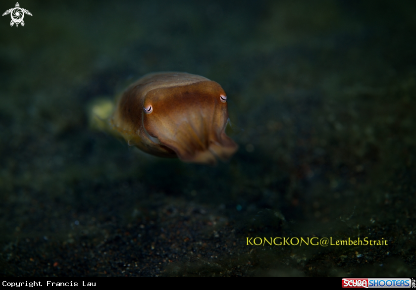 A Cuttlefish