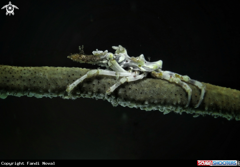 A Xeno Crab