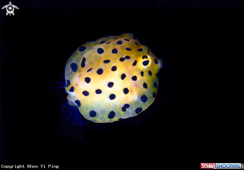A box fish