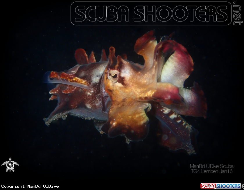 A Cuttlefish