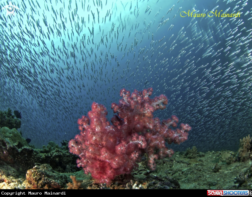 A Soft coral and silverfish
