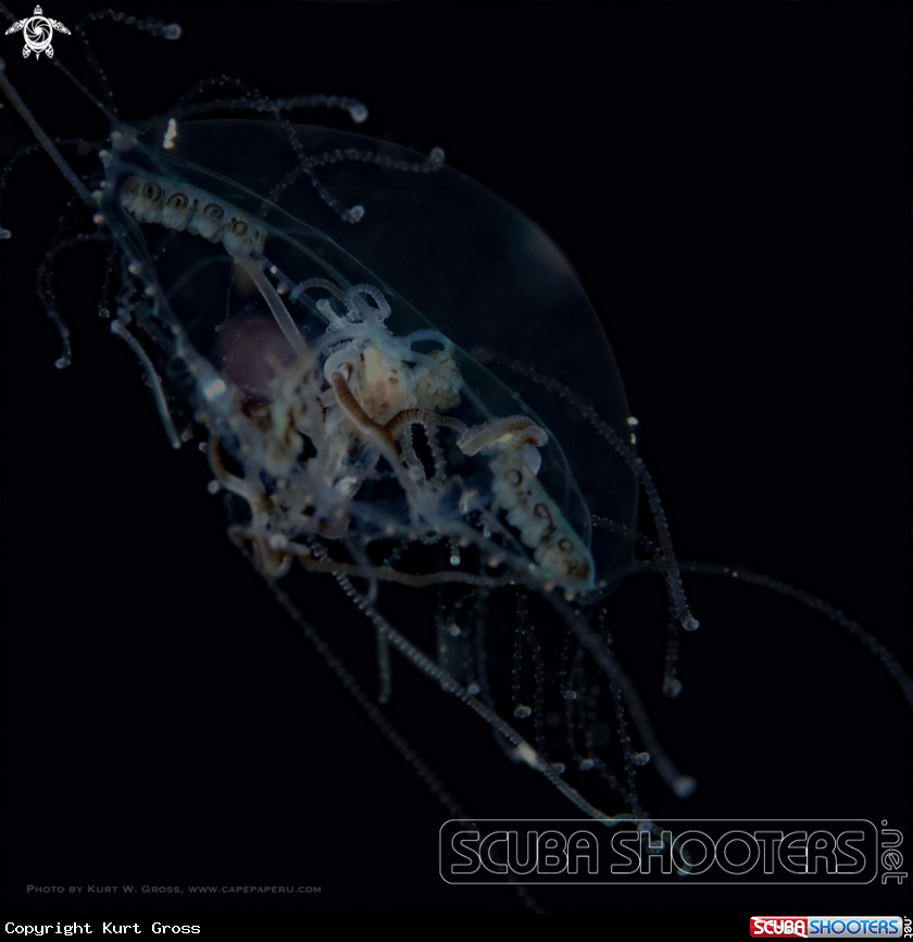 A Jelly Fish