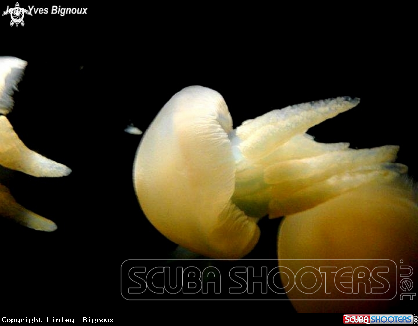 A Moon Jelly Fish 