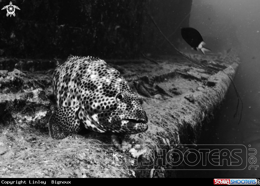 A Honeycomb Grouper