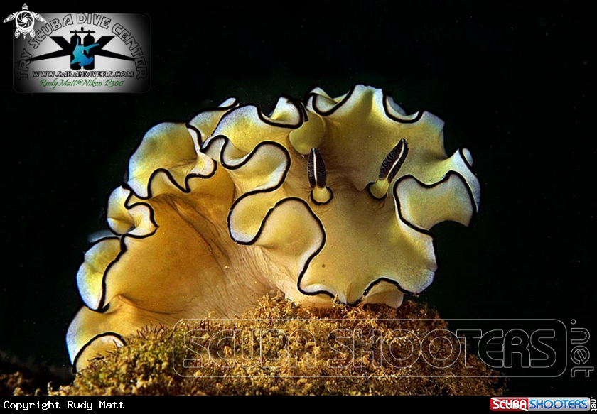 A Nudibranch