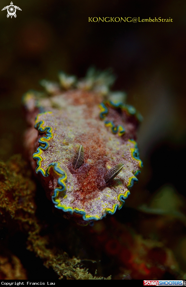 A Nudibranch