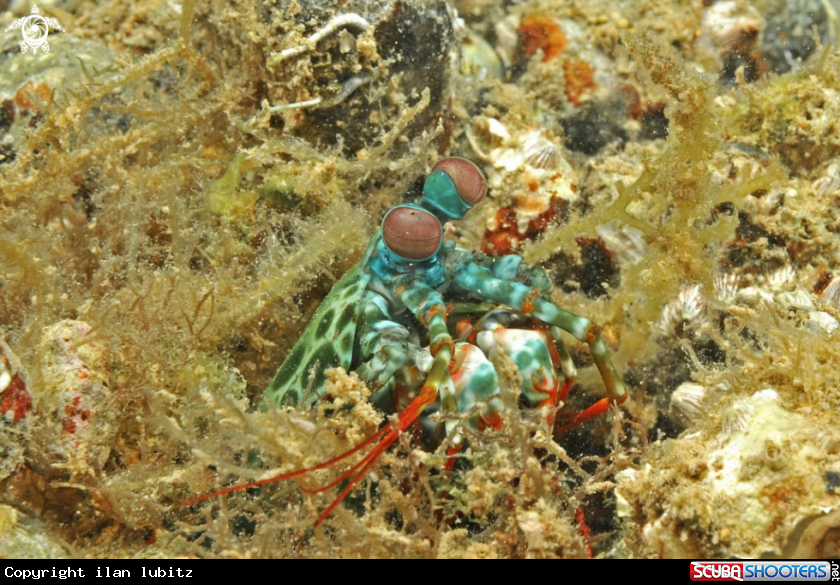 A Mantis shrimp