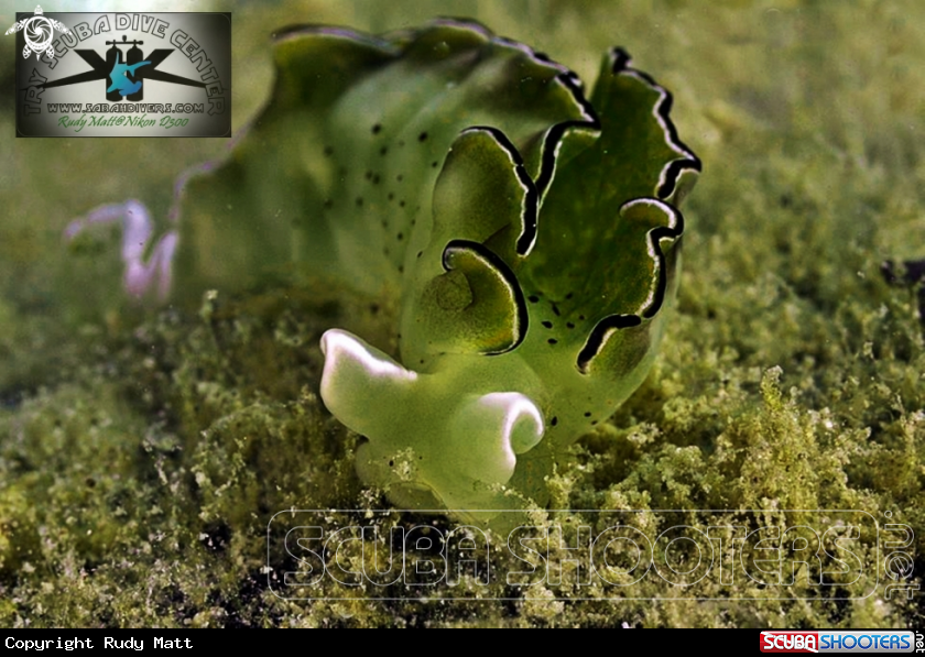 A sea slug