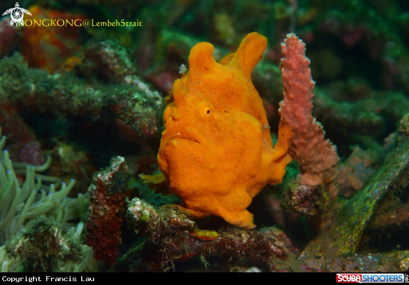 A Frogfish