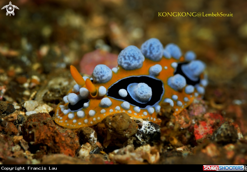 A Nudibranch