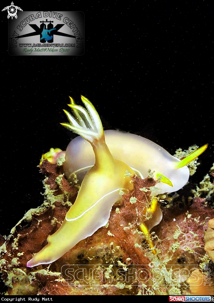 A Nudibranch