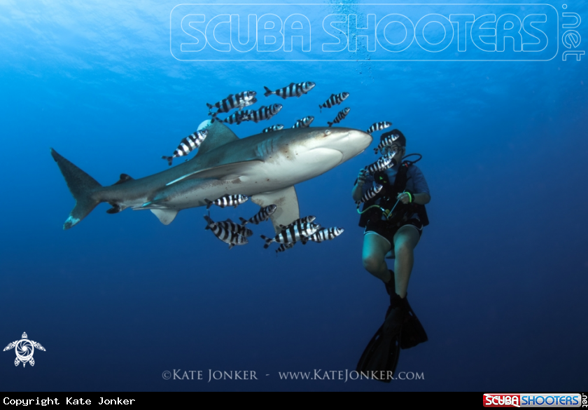 A Oceanic white tip shark