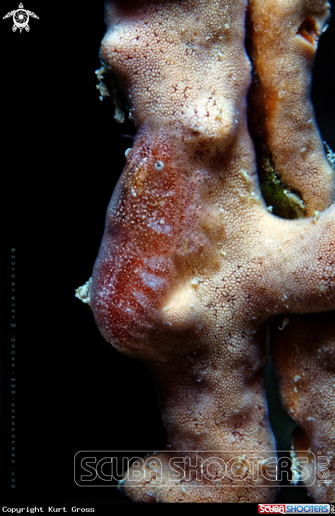 A Shrimp
