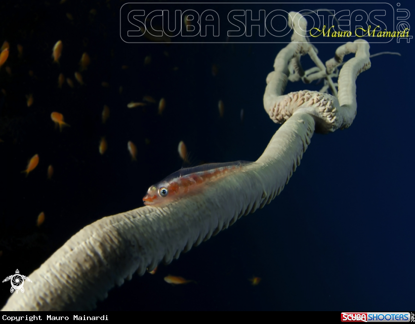 A Goby