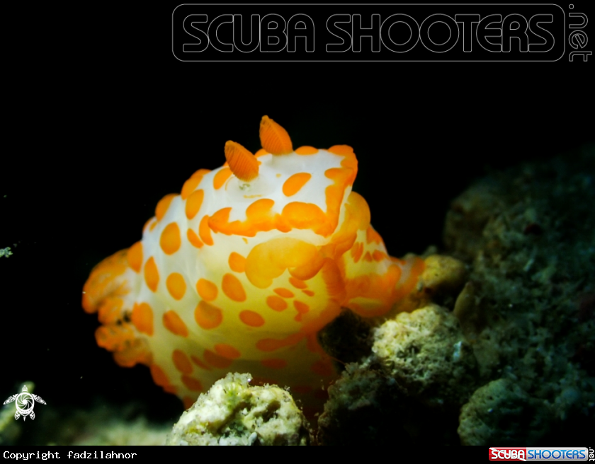 A Nudibranch