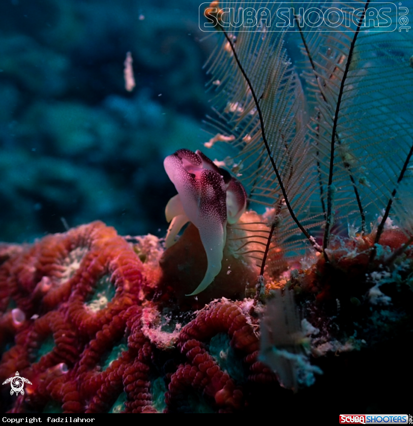 A Nudibranch