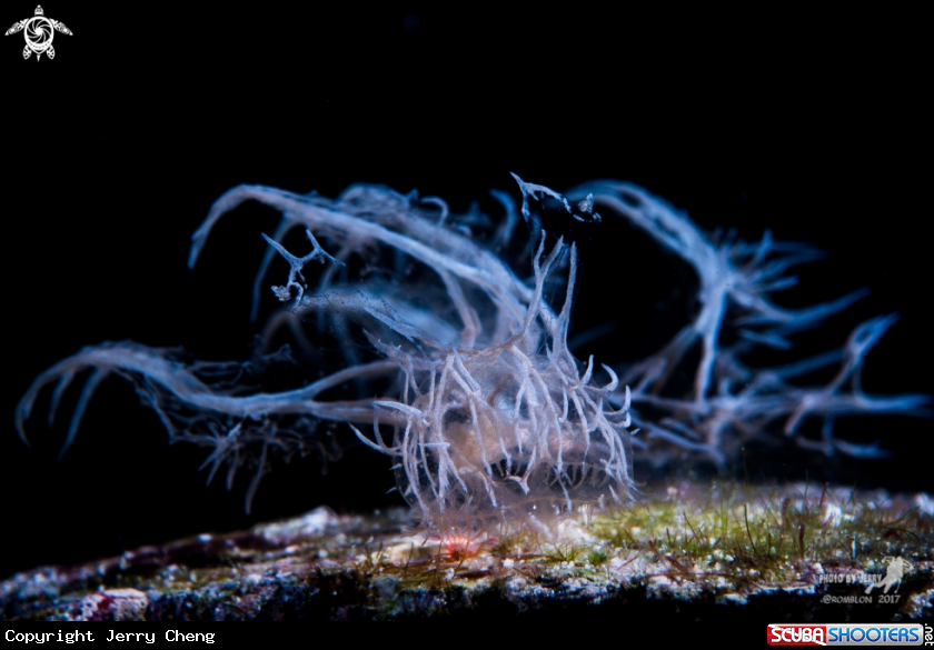 A Ghost Nudi
