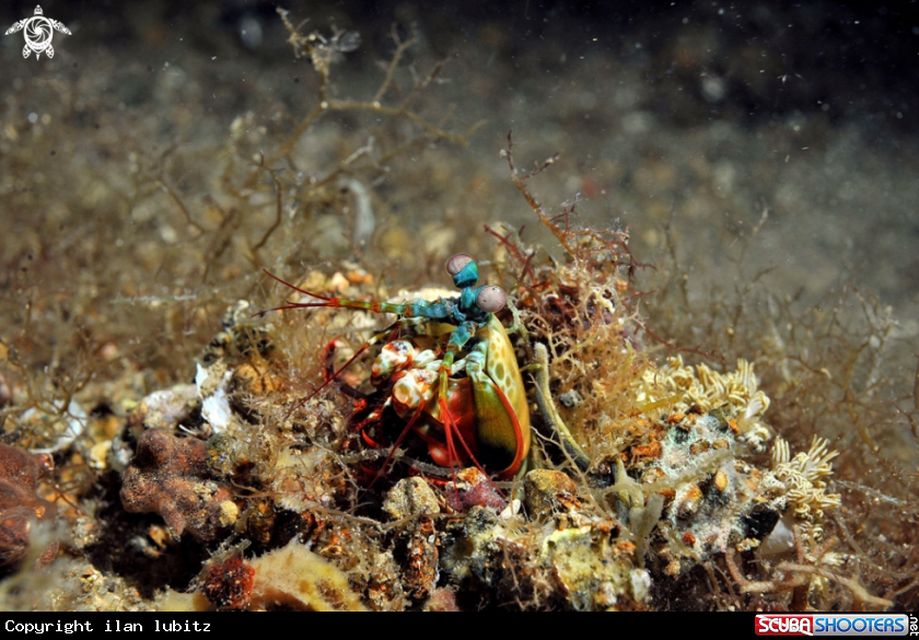 A Mantis shrimp