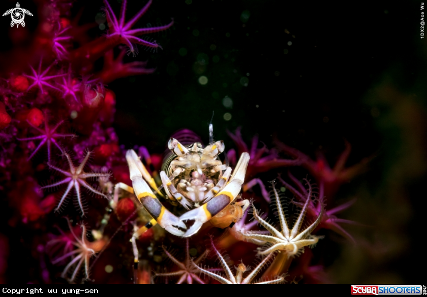 A Bumblebee shrimp