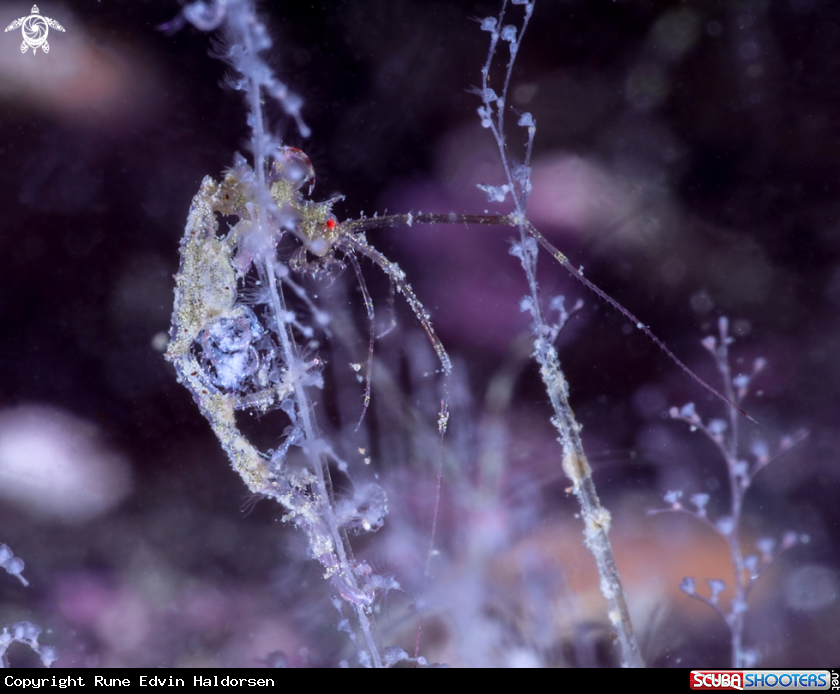 A Skeleton shrimp