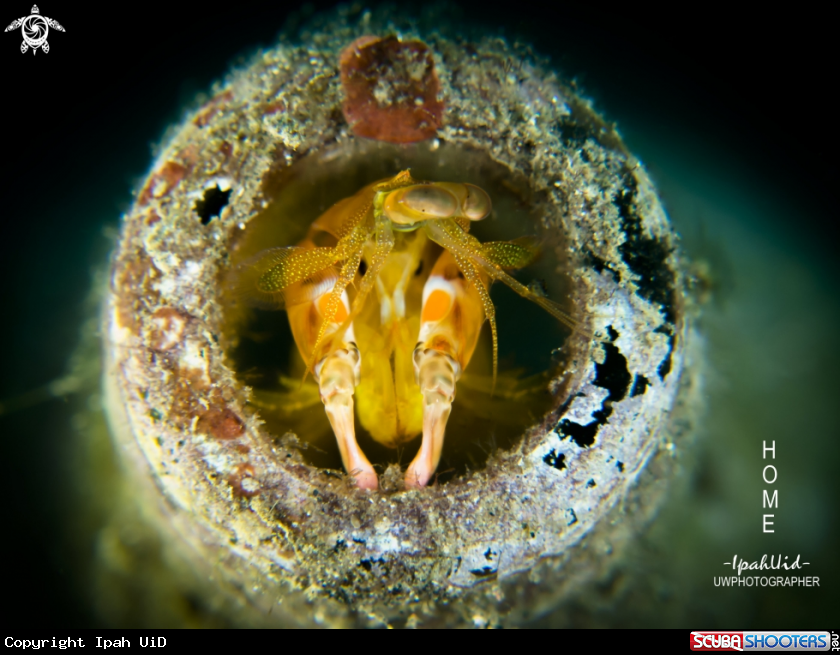 A Mantis Shrimp
