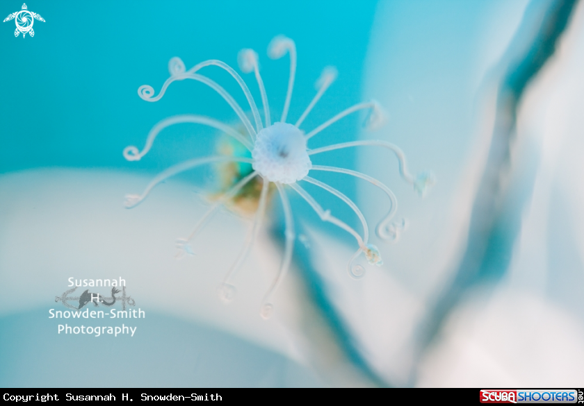 A Hydroid