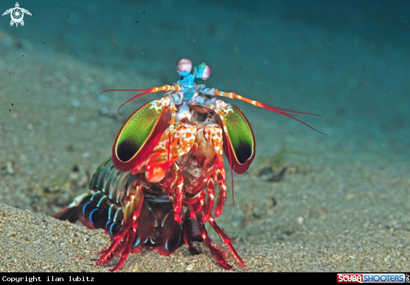 A Mantis shrimp