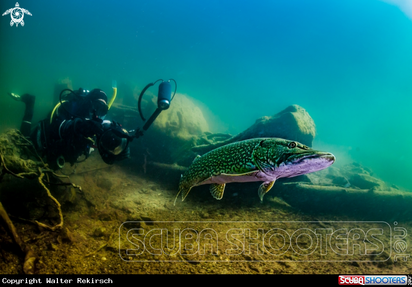 A Pike