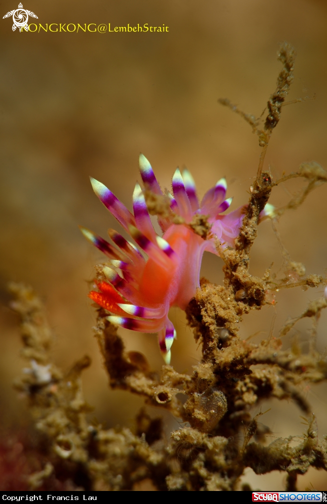 A Nudibranch