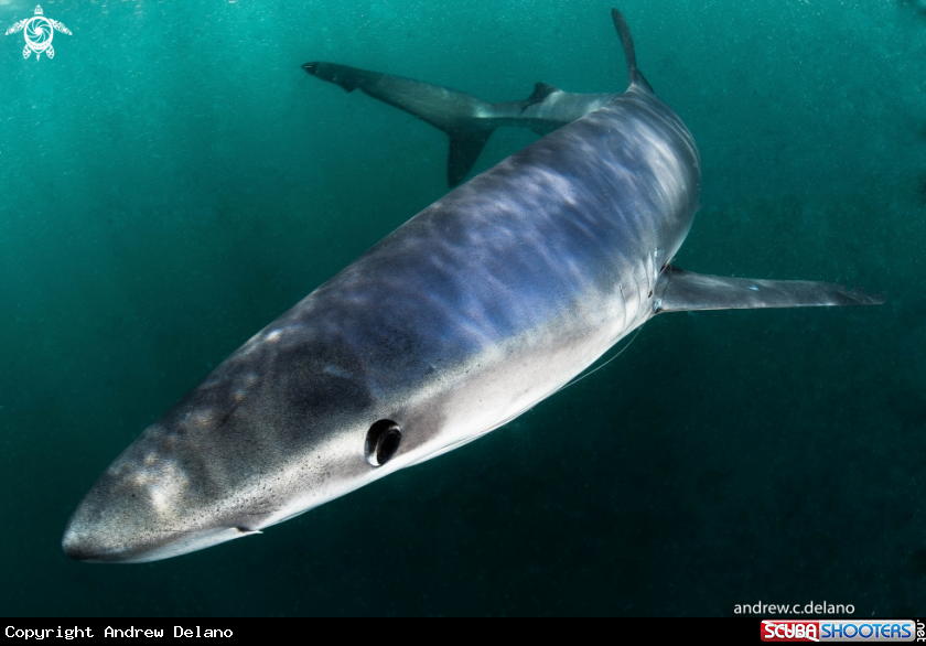 A Blue Shark