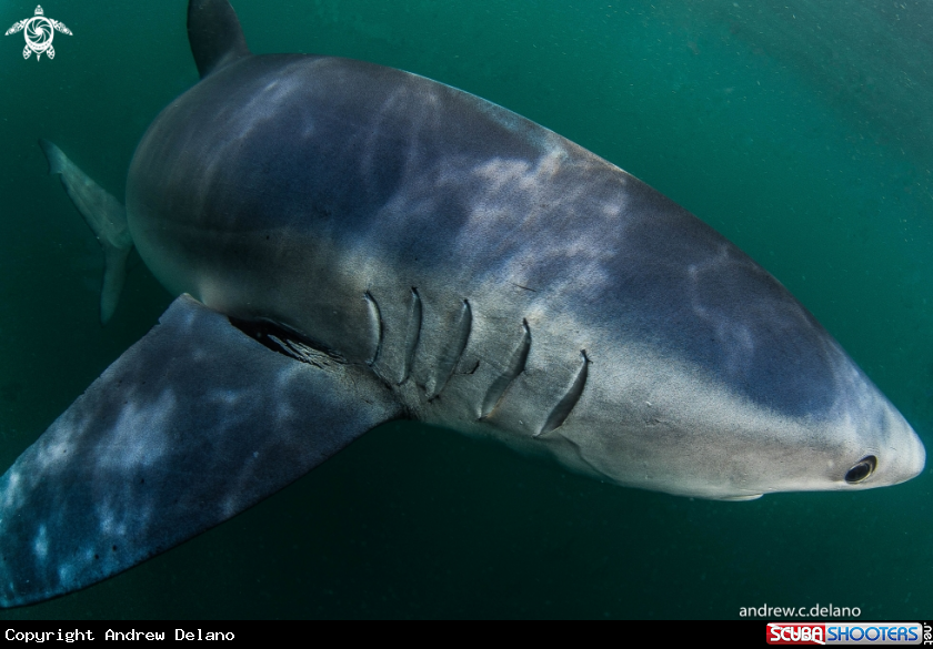 A Blue Shark