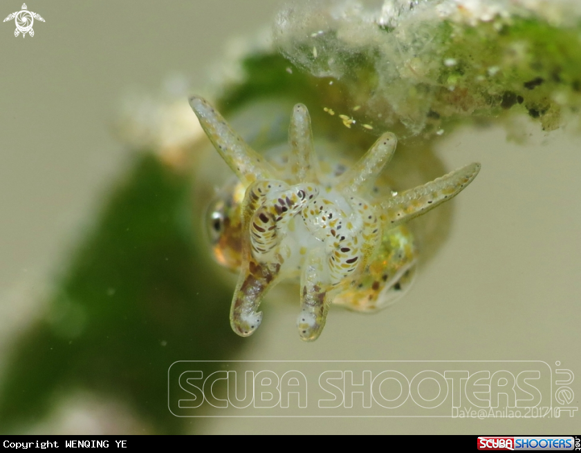 A cuttle fish