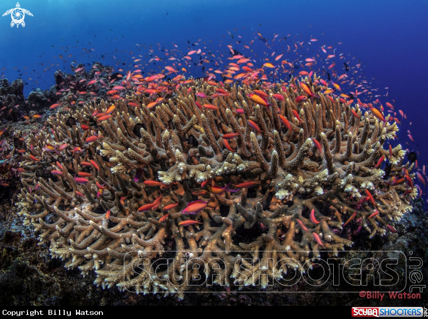 A Stagehorn Coral & Anthesis
