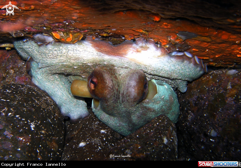A Octopus